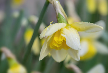 closeup on beautiful yellow daffodil with water drops blooming in a flower bedの写真素材