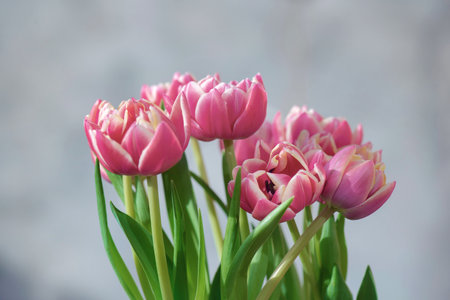 closeup of beautiful pink double-flowered tulip flowers isolated on clear backgroundの写真素材