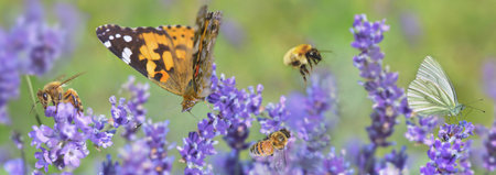 scenic nature with honey bee and butterfly on lavender flowers in panoramic view