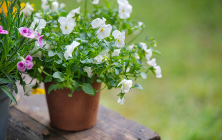 closeup up on beautiful and delicate white flowers of viola in a flowerpot on a wooden plank and blooming in a gardenの写真素材