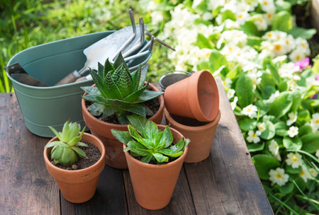 succulent potted and gardening equipment on wooden table in a gardenの写真素材