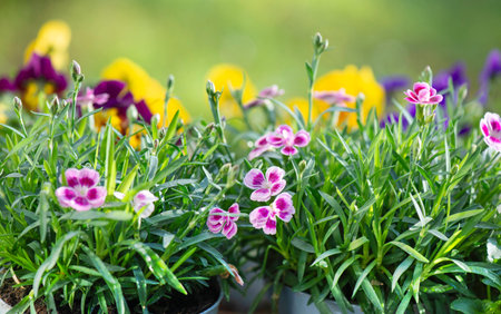 closeup up on beautiful colorful flowers of carnation and viola background blooming in a gardenの写真素材
