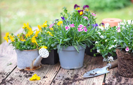 pretty and colorful spring flowers on a wooden table; with gardening tools and dirt in a gardenの写真素材