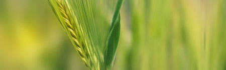 closeup on seeds in ear of bearded cereal growing in a field on green blur backgroundの写真素材