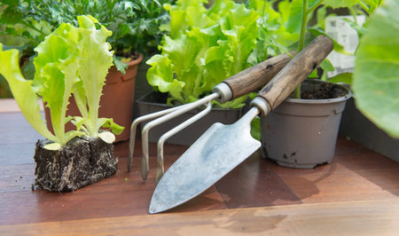 gardening tools a pot lof vegetable seedlings with lettuce in soil ready to plant on a wooden table -gardening at springtime conceptの写真素材
