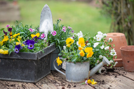 beautiful and colorful spring flowers of carnation and violas in a decorative metal flowerpots in gardenの写真素材