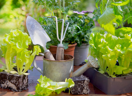 gardening tools with lettuce ready to plant and vegetable seedlings on a table in garden at springtimeの写真素材