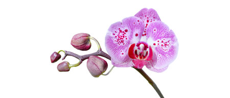 closeup on beautiful pink orchid with buds blooming isolated on white backgroundの写真素材