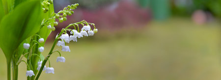 beautiful sprig of fresh lily of valley blooming in a garden - french symbol of lucky charmの写真素材
