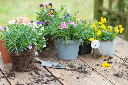 pretty and colorful spring flowers on a wooden table; with gardening tools and dirt in a gardenの写真素材
