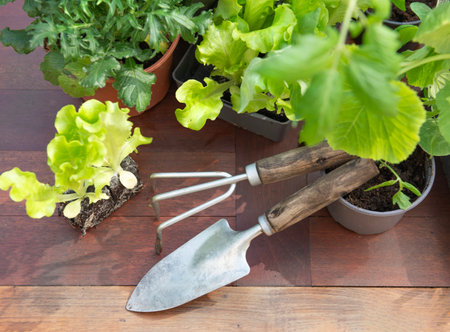 top view on gardening tools under leaf of vegetable seedlings on a wooden table -gardening at springtime conceptの写真素材