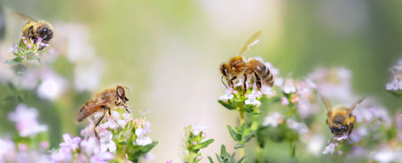 honey bee pollinating white flowers of thyme in a garden on blurred background scenic natureの写真素材