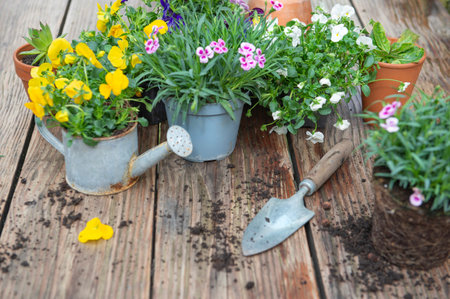 carnation flowers in flowerpot and colorful viola with shovel and dirt on a wooden tableの写真素材