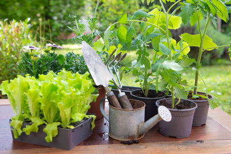 gardening tools with lettuce ready to plant and vegetable seedlings on a table in garden at springtimeの写真素材