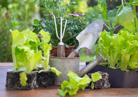 gardening tools with lettuce ready to plant and vegetable seedlings on a table in garden at springtimeの写真素材