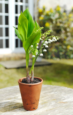 close up on beautiful sprig of fresh lily of valley blooming in a potted on a table in a garden.- french symbol of good luck charmの写真素材