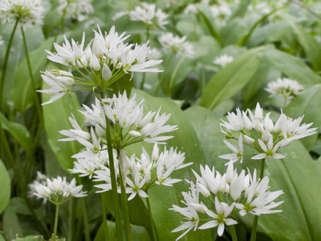 closeup on white flowers of wild garlic blooming in a forestの写真素材