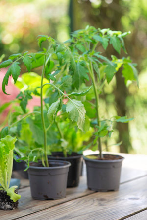 young tomato plants in pot on a wooden table ready to plant in vegetable gardenの写真素材