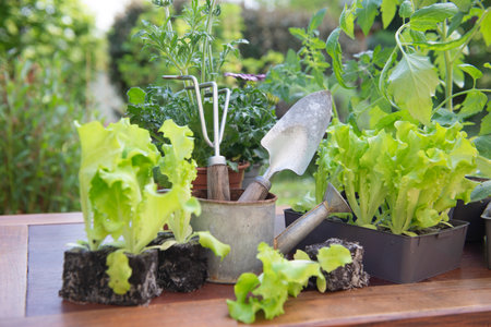 lettuce in dirt ready to plant with gardening tools and vegetable seedlings in pot on a table in garden at springtimeの写真素材