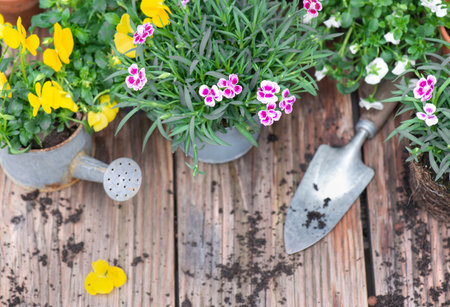 directly above view on colorful spring flowers in flowerpot with shovel and dirt on a wooden tableの写真素材