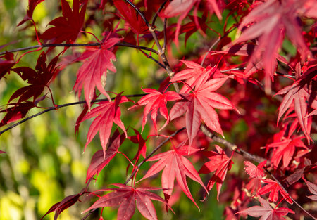 closeup on beautiful red leaf of a japanese maple tree growing in a parkの写真素材