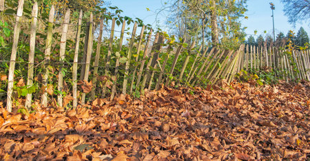 picket of wooden fence in a park with dry leaf and grass growing in natureの写真素材