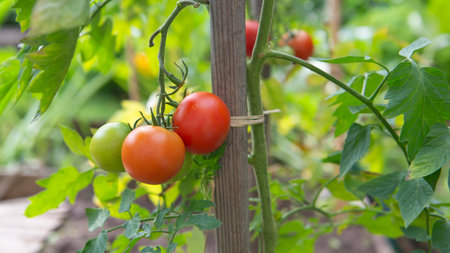 red tomatoes ripening in a vegetable garden attached to a guardian in green foliage.の写真素材