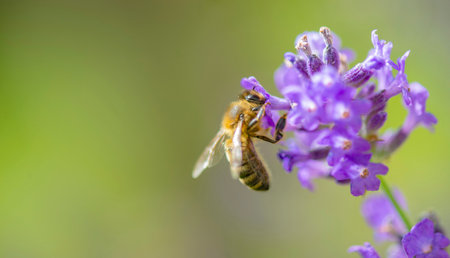 close-up of a bee collecting pollen in a lavender flower on green backgroundの写真素材