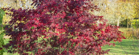 closeup on beautiful red leaf of a japanese maple tree next in a parkの写真素材