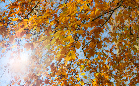 beautiful colored autumnal foliage of a birch tree in front of blue sky growing in a parkの写真素材
