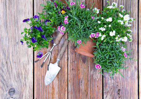 directly above view on Rake and gardening shovel among potted flowers on wet wooden table after rainの写真素材