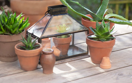 different succulent plants in flower pots with a mini greenhouse on wooden tableの写真素材