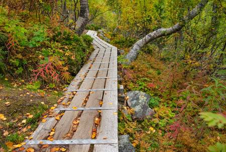 wooden footpath crossing a forest with autumnal colors in a sweden national park FulufjÃ¤llet,の写真素材