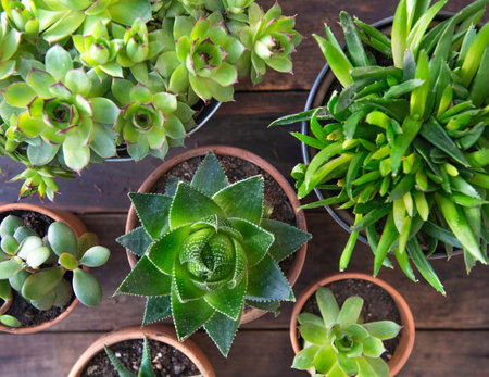 top view on different succulent plants in terracotta pots on wooden plank background - houseplant collectionの写真素材