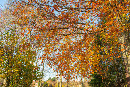 beautiful colored autumnal foliage of a birch tree in front of blue sky growing in a parkの写真素材