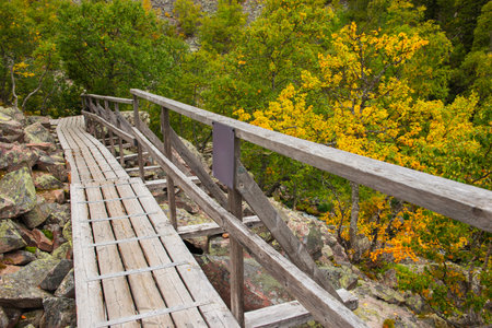 wooden footpath crossing a forest with autumnal colors in a sweden national park FulufjÃ¤llet,の写真素材