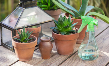 different succulent plants in flower pots with a mini greenhouse on wooden tableの写真素材