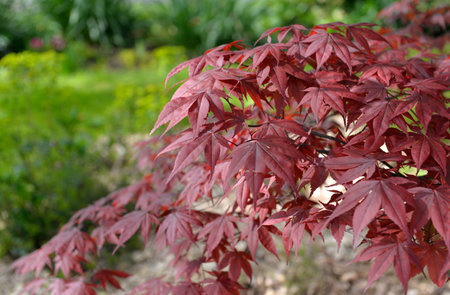cluseup on red leaf of a japanese maple tree in a gardenの写真素材