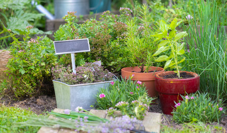 basil in flowerpot and other herbal plant growing in a garden among flowers and gardening equipmentの写真素材
