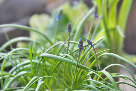 close-up of a flower bud of a muscari beginning to bloomの写真素材