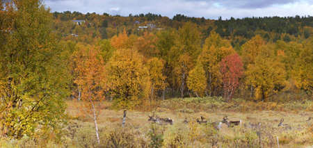 herd of deers in the swedish countrysideの写真素材