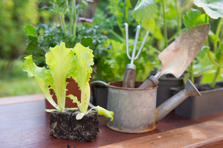 lettuce in dirt ready to plant with gardening tools in back and vegetable seedlings in pot on a table in garden at springtimeの写真素材