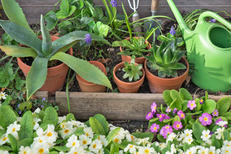 succulent potted and gardening equipment in a garden with flowers bloomingの写真素材