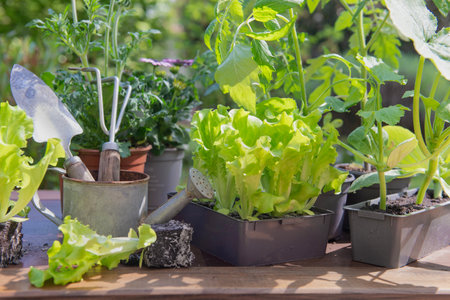 gardening tools with lettuce ready to plant and vegetable seedlings on a table in garden at springtimeの写真素材