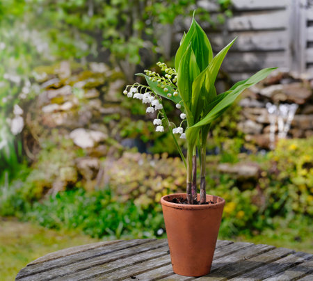 close up on beautiful sprig of fresh lily of valley blooming in a potted on a table in a garden - french symbol of lucky charmの写真素材