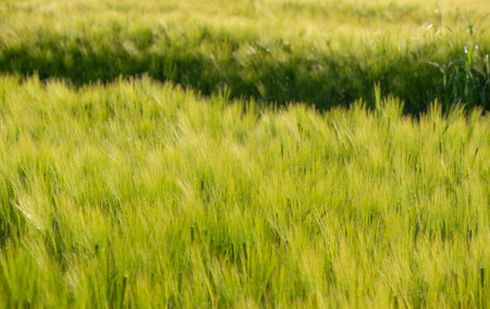 field of barley growing with textured effect and track backgroundの写真素材