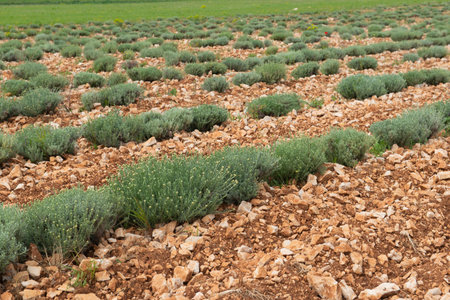 lavender plant in spring growing in stony field in Provence Franceの写真素材