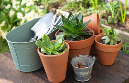 succulent potted and gardening equipment on wooden table in a garden with flowers blooming backgroundの写真素材
