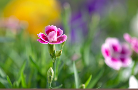 closeup up on beautiful pink flowers of carnation-dianthus chinensis- blooming in green leaf on colorful backgroundの写真素材