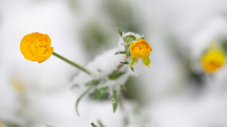 close up of fresh yellow flowers of buttercup blooming in a spring snowの写真素材
